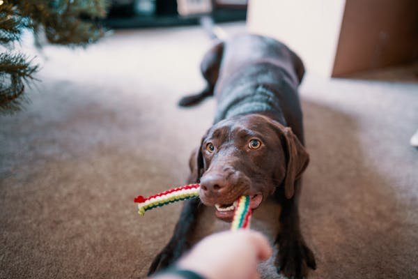 Jouets pour chiens destructeurs : trouvez votre allié durable !